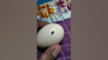 Egg lo nundi Kodi pilla egg nu elaa break chesthundho chudandi....