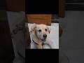 Iska Visa Orr Passport Supreme Court Se Lena Padega?!😭😂#vlogger #dogs #familyvlog