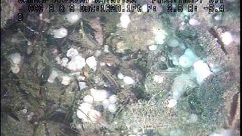 ROV inspection of a 9 ft diameter ocean intake pipe at a power plant.