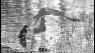 Jean Ritchie - The Blackest Crow
Five years with my eternal Queen - ravens have shown the way.
Picture: Hillend Loch, January 2026.
B2 from Oscar Brand And Jean Ritchie - Oscar Brand And Jean Ritchie.
US 1967
Archive Of Folk Music – FS-207
Earlier version can be found at:
https://archive.culturalequity.org/field-work/jean-ritchie-1949-and-1950/jean-ritchie-ii-549/blackest-crow Jean Ritchie - The Blackest Crow