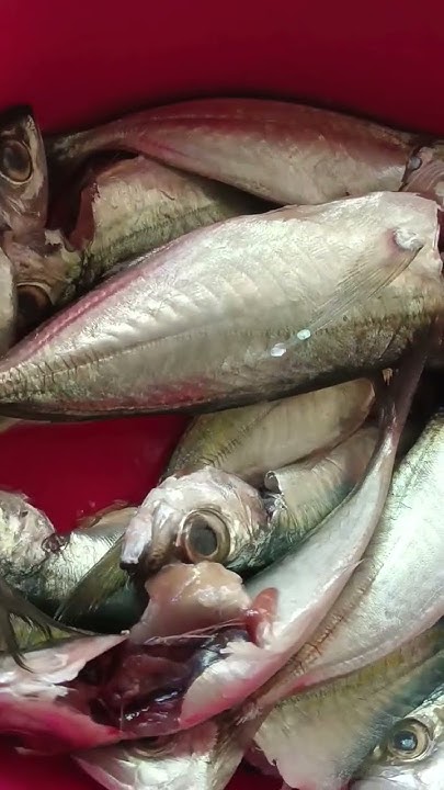 # tamarong fish - YouTube