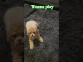 playful #shorts #puppy #cute #dogsandcats