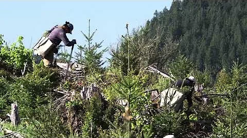 Forest Practices: Michael Green