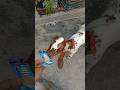 Bakra Lari Badu Badin ☺ #shorts #shortvideo