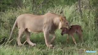 Quand Les Animaux Sauvent Dautres Animaux