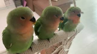 45 days old baby love birds sleeping and chirping - YouTube