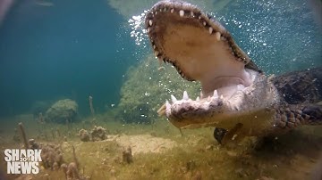 Alligators and Sharks Are in a Mysterious Shift for Dominance | Shark News