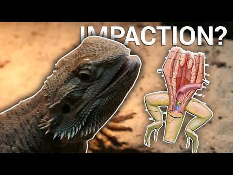 Video: Metabolisk Bonesykdom i Bearded Dragons