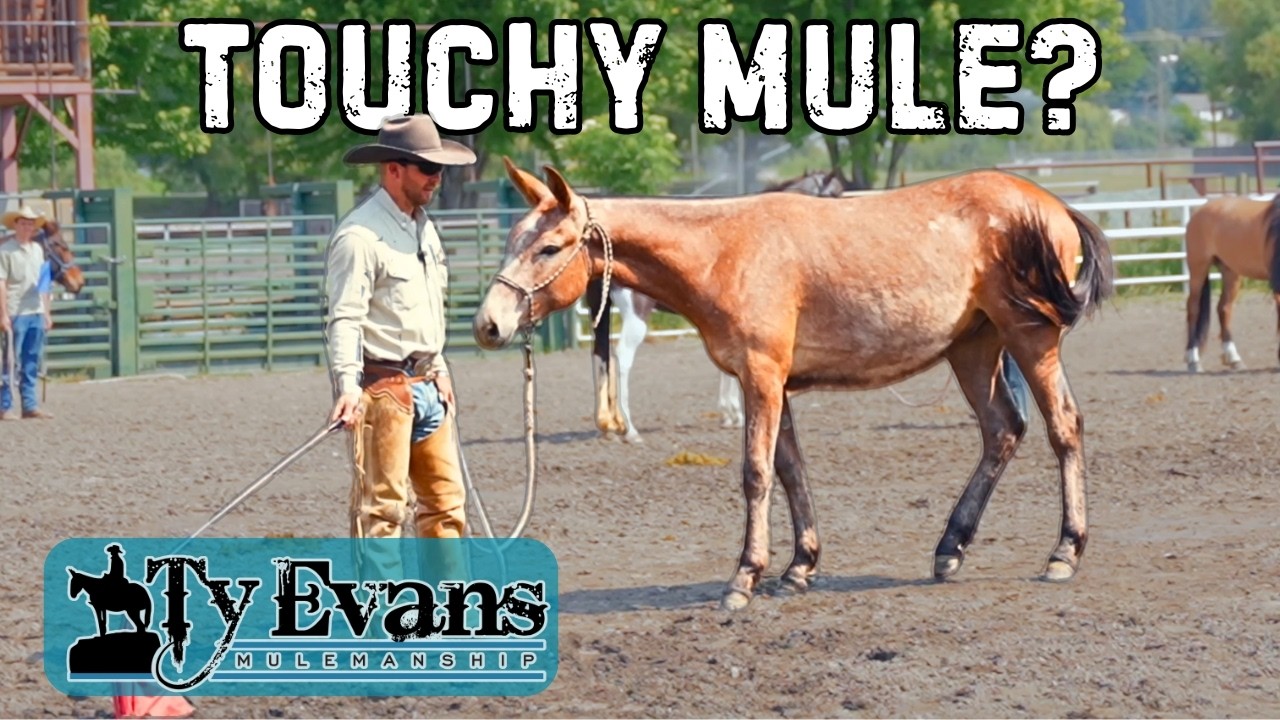 Teaching Your Mule to Self-Regulate & Build Confidence - YouTube