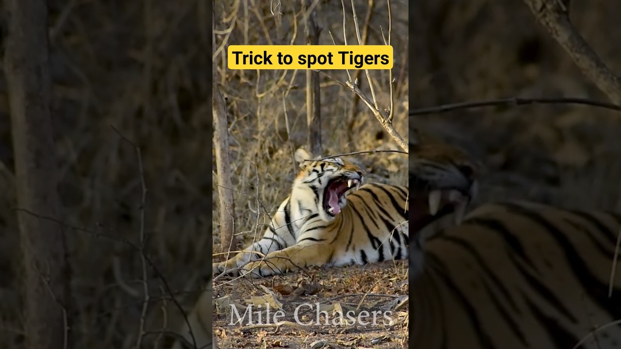 My secret to spot so many Tigers 