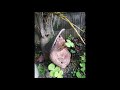 証城寺の狸囃子