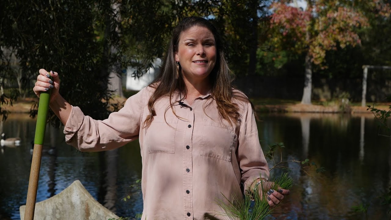 Get It Growing: How to repair hurricane-damaged trees and shrub