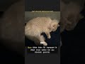 Varför ska man kastrera sin katt? #Shorts