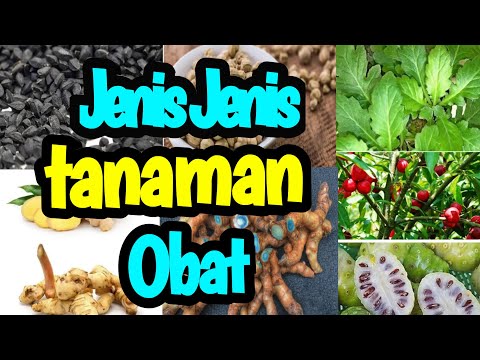 Jenis tanaman obat dan manfaatnya