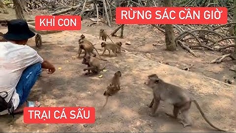 Khám phá trại cá sấu khu du lịch Rừng Sác Cần Giờ  | Diệu Tú Vlog