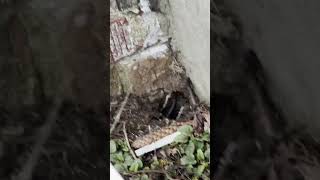 Soffit Entry Points – Mouse Inspection (Toronto)