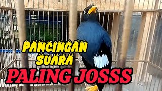INI LHOO..MASTERAN SUARA JALAK KEBO ASLI YANG ANDA CARI CARI