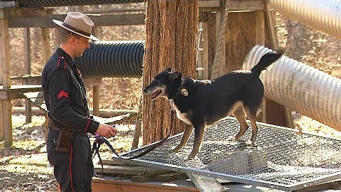 K9 Ruby and Trooper O'Neil - the real-life story b...