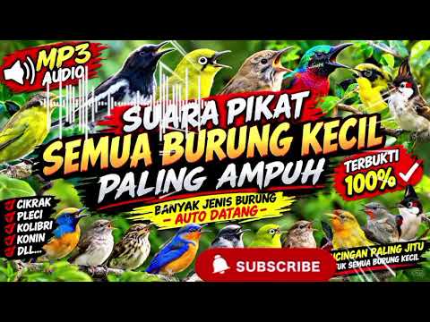 BURCIL LANGSUNG NYAUT! 🔥 Suara Pikat Burung Kecil Anti Zonk