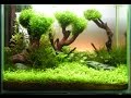 Анубиас и яванский мох выращиваем на коряге Anubias and Java moss grow on the driftwood