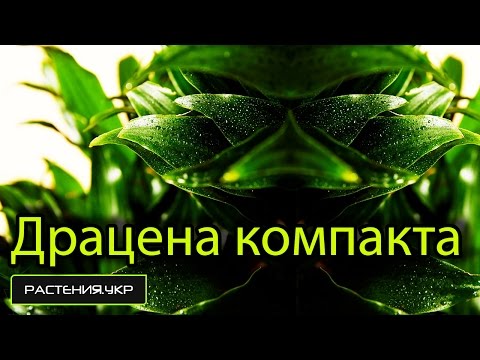 Драцена компакта микс уход в домашних условиях