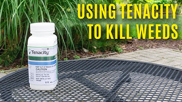 Using Tenacity to Kill Weeds
