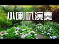 癡癡的等【小喇叭演奏】