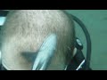 Remora Fish Cleaning The Head Of A Diver ViralHog 