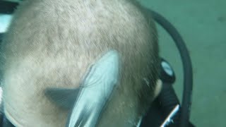 Remora Fish Cleaning the Head of a Diver || ViralHog