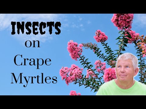 Video: Almindelige Crepe Myrtle Skadedyr - Tips til at bekæmpe Crepe Myrtle Insekter