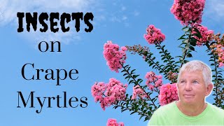 How to Combat Aphids and Black Mold on Crape Myrtles | Expert Tips