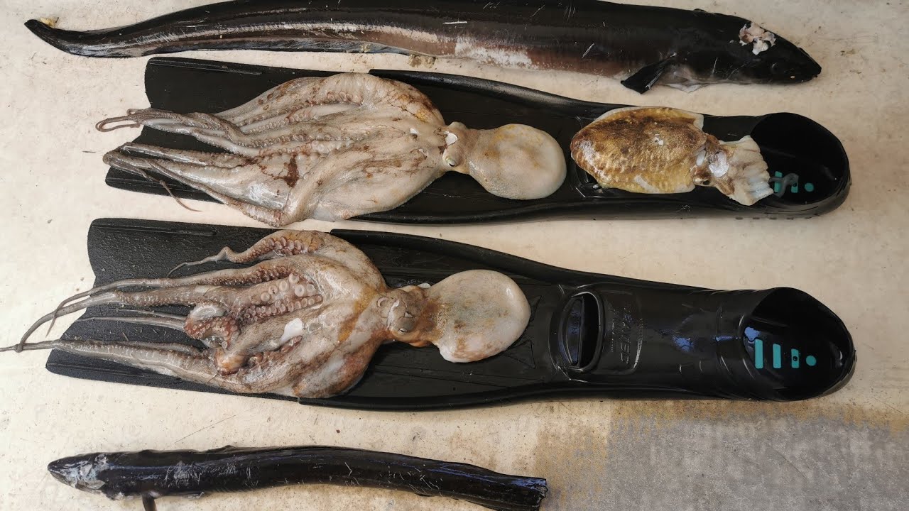 dva ugora,dvi hobe i sipa - 23.02.2020.