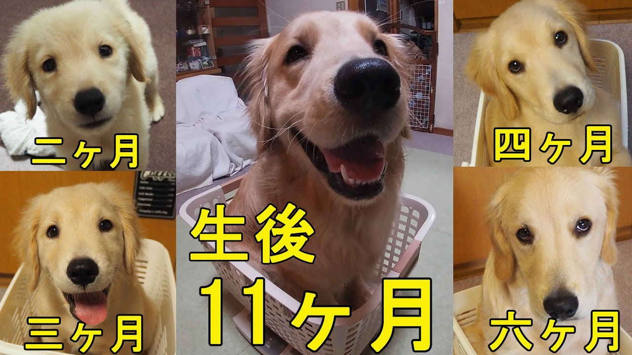 生後11ヶ月を迎えたペタ 生後二ヶ月からこれまでの体重変化 ゴールデンレトリバー Youtube