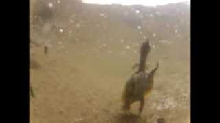 Releasing Spiny Softshell Turtle Hatchlings