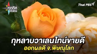 กุหลาบวาเลนไทน์ขายดีรับเทศกาล จ.ราชบุรี | ทุกทิศทั่วไทย | 10 ก.พ. 68 กุหลาบวาเลนไทน์ขายดีรับเทศกาล จ.ราชบุรี | ทุกทิศทั่วไทย | 10 ก.พ. 68