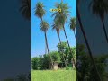 बड़गांव की प्राकृतिक खूबसूरती #trading #viralvideo #viralshorts
