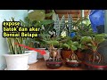 EXPOSE BATOK DAN AKAR BONSAI KELAPA