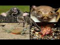 LOS ANIMALES MAS EXTRAÑOS DEL MUNDO #1 | CON CUALIDADES ÚNICAS