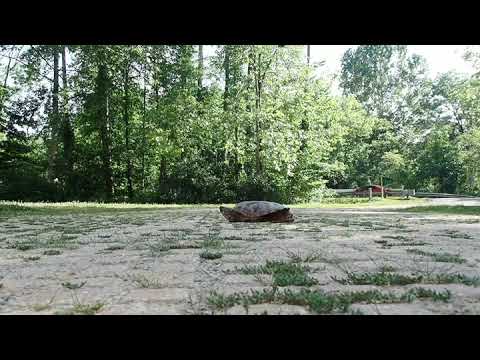 How to Move a Common Snapping Turtle With Floor Mat