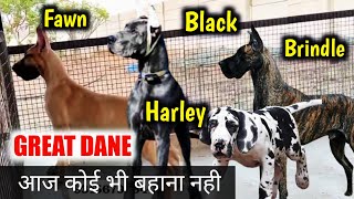 Perfect great dane | Fawn | black | brindle | Harley color | Semi adult great dane for sale