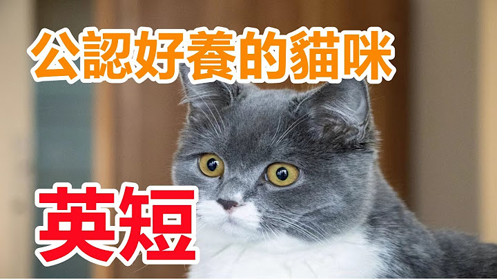 常见的英短猫有哪些品种？英短蓝猫的选购及饲养方法介绍 - 天天要闻
