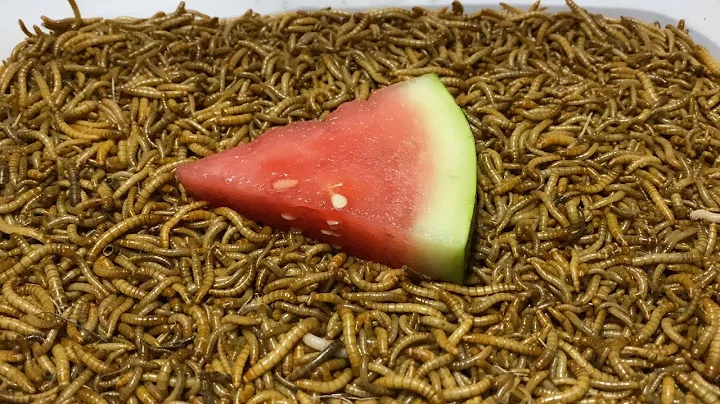10000 MEALWORMS vs WATERMELON [ Time Lapse ]