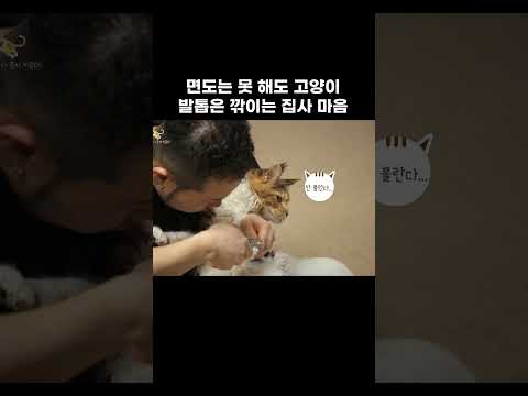 순순히 발톱 내어주는 고양이 #shorts