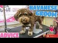 Havanese Short HairCut