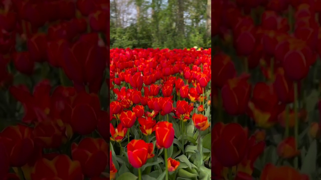 Garden of Europe in Lisse, Netherlands 🇳🇱🌷...
