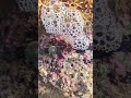 Colorful tidal pool animal life Playa del Carmen Mexico tropical Caribbean Sea exploring #nature