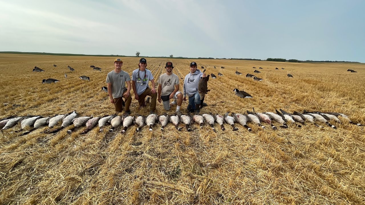 Early Season Goose Hunting North Dakota 2021 (WITH A BAND!) YouTube