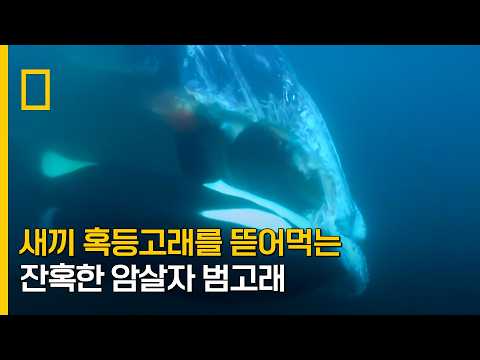 새끼 혹등고래를 뜯어먹는 잔혹한 암살자 범고래 | 고래 가족의 성장기 Episode 2