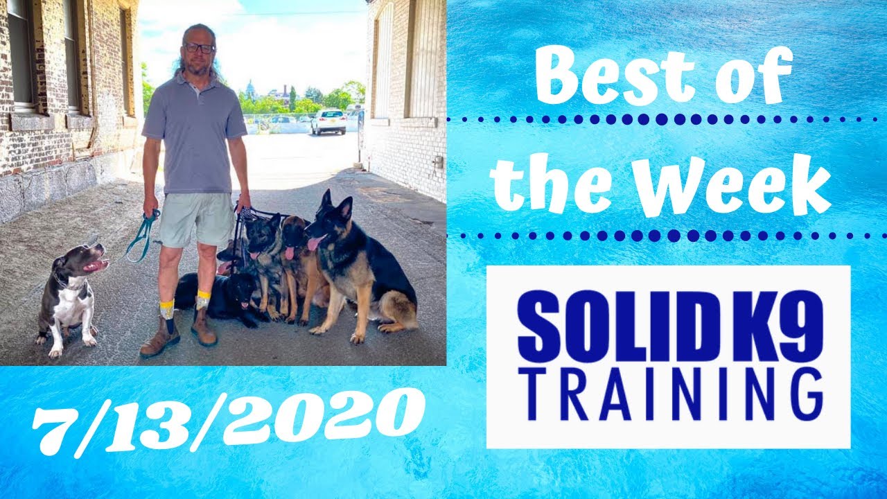 k9 training school near me