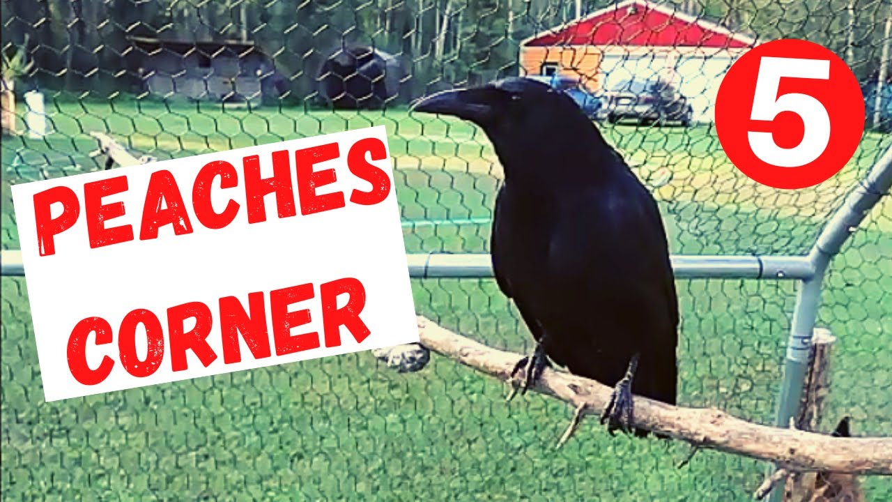 Peaches Corner (Episode 5) YouTube